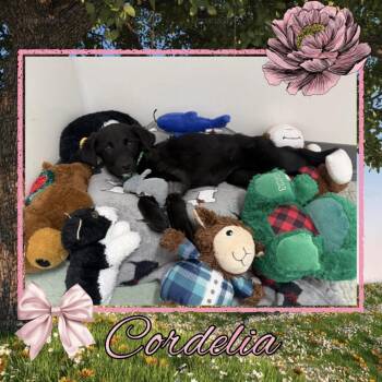 Black Labrador Retriever and Mixed Breed Dogs Available for Adoption - Cordelia | PetCurious