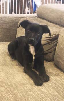 Labrador Retriever and Rottweiler Dogs Available for Adoption in Sedalia, Colorado - Skye | PetCurious