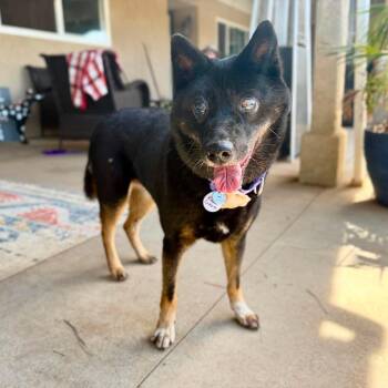 Koda Camaro -  Shiba Inu Dog for Adoption in Ramona, California - Koda Camaro | PetCurious