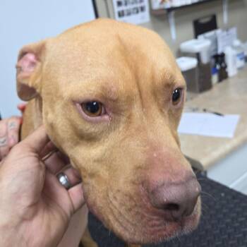 Bella -  Pit Bull Terrier Dog for Adoption in Madisonville, Kentucky - Bella | PetCurious