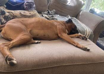 Boxer Dogs Available for Adoption - Tyreek | PetCurious