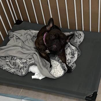 Emma -  French Bulldog Dog for Adoption in Lakehead, California - Emma | PetCurious