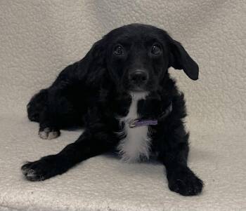 Terrier Dogs Available for Adoption - Tot | PetCurious