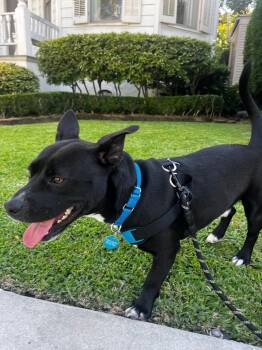 Hawthorn -  Hound Dog Available for Adoption in Elmwood, Louisiana - Hawthorn | PetCurious