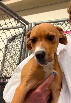 Petunia $550 -  Labrador Retriever and Great Dane Dog for Adoption in West Milwaukee, Wisconsin - Petunia $550 | PetCurious