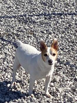 PeeWee -  Jack Russell Terrier Dog for Adoption in Hartford, Kentucky - PeeWee | PetCurious