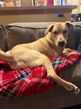 Rescue Labrador Retriever Dogs for Adoption in Marengo, Illinois - Buddy | PetCurious