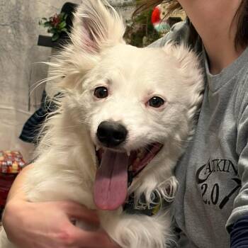Cattle Dog and Husky Dogs Available for Adoption in Park Falls, Wisconsin - Zoogipon | PetCurious