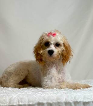 Pipsqueak -  Cavachon Dog for Adoption in New Stanton, Pennsylvania - Pipsqueak | PetCurious