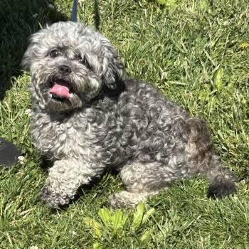 Poodle and Shih Tzu Dogs Available for Adoption in Cincinnati, Ohio - Lyle | PetCurious