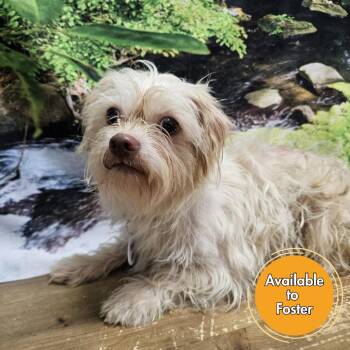 Issac -  Brussels Griffon and Mixed Breed Dog for Adoption in Normal, Illinois - Issac | PetCurious