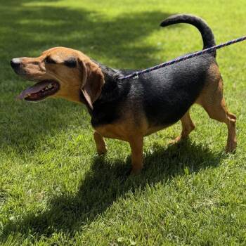 Ace -  Beagle Dog for Adoption in Locust Fork, Alabama - Ace | PetCurious
