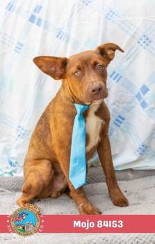 Mojo -  Coonhound Dog for Adoption in Mobile, Alabama - Mojo | PetCurious