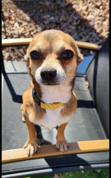 Chihuahua Dogs Available for Adoption - Javier | PetCurious