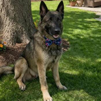 ROSCO GS -  German Shepherd Dog Dog for Adoption in Lucas, Texas - ROSCO GS | PetCurious