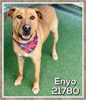 ENYO -  Hound Dog for Adoption in Marietta, Georgia - ENYO | PetCurious