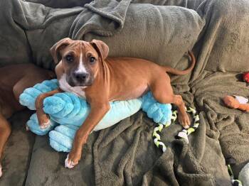 Boxer and Greater Swiss Mountain Dog Dogs Available for Adoption - Sydney | PetCurious