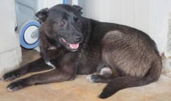 Shepherd and Retriever Dogs Available for Adoption in Taylorsville, North Carolina - Iggy | PetCurious