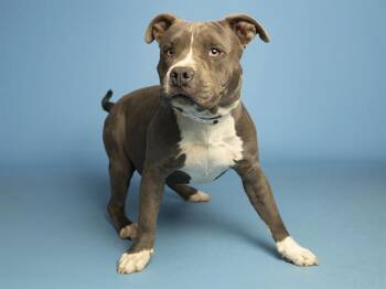 Pit Bull Terrier Dogs Available for Adoption in Phoenix, Arizona - CHIRPIE | PetCurious