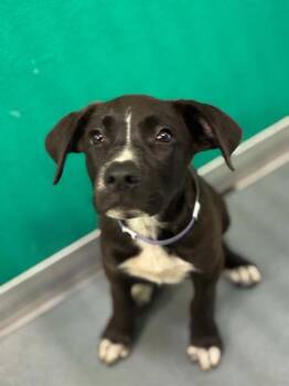 A255450 -  Pit Bull Terrier and Mixed Breed Dog for Adoption in Visalia, California - A255450 | PetCurious