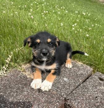 Terrier and Mixed Breed Dogs Available for Adoption in Irwin, Pennsylvania - Kurt | PetCurious