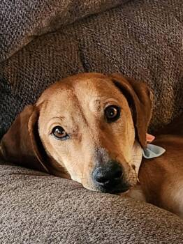 Labrador Retriever Dogs Available for Adoption - Lady | PetCurious