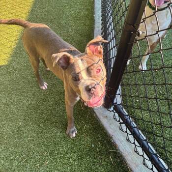 Revali -  Pit Bull Terrier Dog for Adoption in Greensboro, North Carolina - Revali | PetCurious
