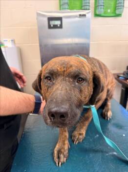 Black Mouth Cur Dogs Available for Adoption - FOXY | PetCurious