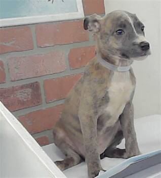 Labrador Retriever and Mixed Breed Dogs Available for Adoption - BRANDIE | PetCurious