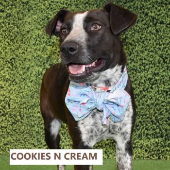 Rescue Mixed Breed Dogs for Adoption in Yuma, Arizona - Cookies N Cream | PetCurious