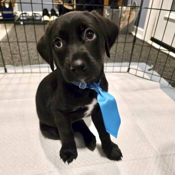 Black Labrador Retriever and Husky Dogs Available for Adoption in Richmond, Virginia - Padre | PetCurious