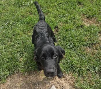 Ira -  Flat Coated Retriever Dog for Adoption - Ira | PetCurious