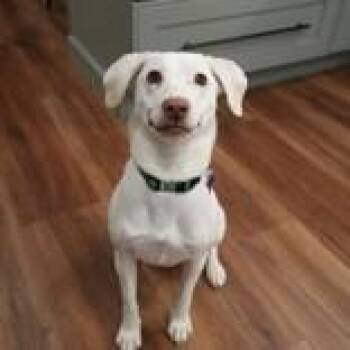 Mixed Breed Dogs Available for Adoption - Kathena  | PetCurious