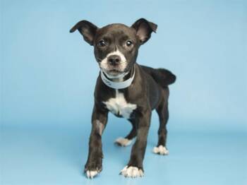 Pit Bull Terrier Dogs Available for Adoption - SWEET PEA | PetCurious
