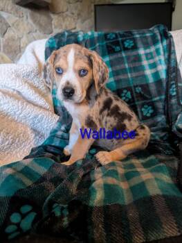 Wallabee Derby -  Hound Dog for Adoption in Waunakee, Wisconsin - Wallabee Derby | PetCurious