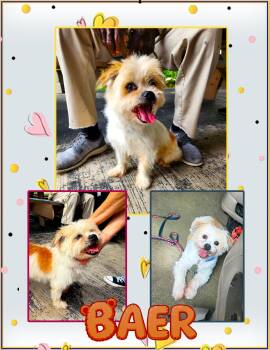 Rescue Shih Tzu and Maltese Dogs for Adoption in Pompano Beach, Florida - Baer | PetCurious