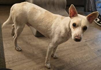 Rescue Chihuahua Dogs for Adoption in Plymouth, Michigan - Clayton | PetCurious