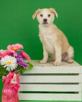 Shepherd Dogs Available for Adoption in Brighton, Colorado - 313-26 | PetCurious