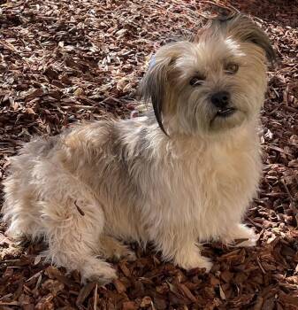 Rescue Cairn Terrier Dogs for Adoption in Murrieta, California - Pudding | PetCurious