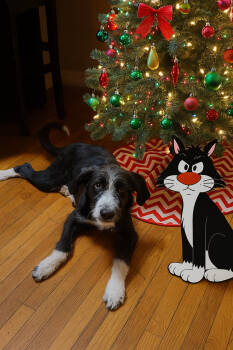 Rescue Labrador Retriever and Terrier Dogs for Adoption in Oswego, South Carolina - Sylvester | PetCurious