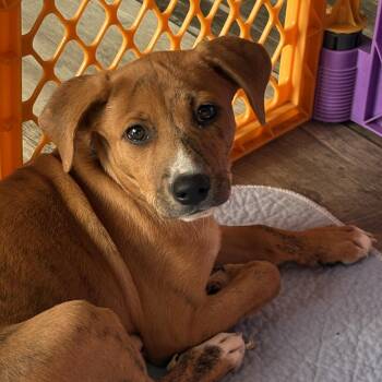 Terrier and Hound Dogs Available for Adoption in Carmel Hamlet, New York - Henrietta | PetCurious