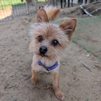 Tiny Tim -  Yorkshire Terrier and Pomeranian Dog for Adoption in Tishomingo, Oklahoma - Tiny Tim | PetCurious