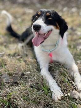 English Shepherd and Mixed Breed Dogs Available for Adoption in Savage, Minnesota - Tami | PetCurious