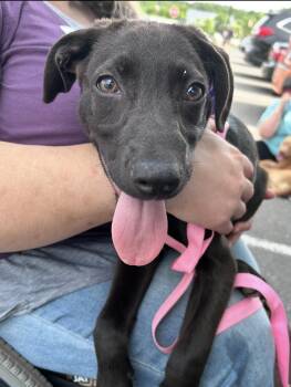 Rose Petal 2.0 -  Labrador Retriever and German Shepherd Dog Dog for Adoption in Watertown, Connecticut - Rose Petal 2.0 | PetCurious