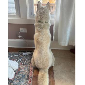 Tom -  Husky Dog for Adoption in La Grange, Kentucky - Tom | PetCurious