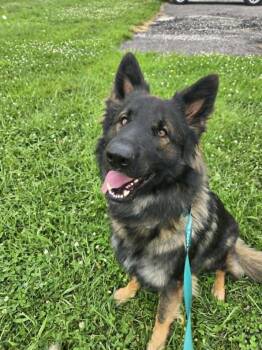 Captain -  German Shepherd Dog Dog for Adoption in Chesterfield, Missouri - Captain | PetCurious