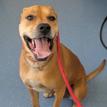 Labrador Retriever and Mixed Breed Dogs Available for Adoption in Watertown, New York - Remy (DJ L-16-2021) | PetCurious