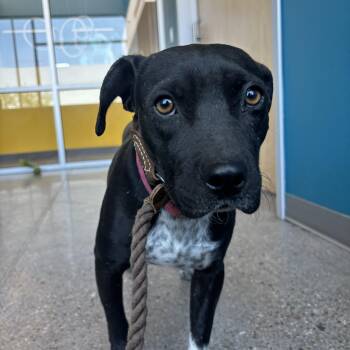 Silas -  Black Labrador Retriever Dog Available for Adoption in Phoenix, Arizona - Silas | PetCurious
