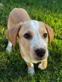 Mallie -  German Shorthaired Pointer and Australian Shepherd Dog for Adoption in Calera, Alabama - Mallie | PetCurious