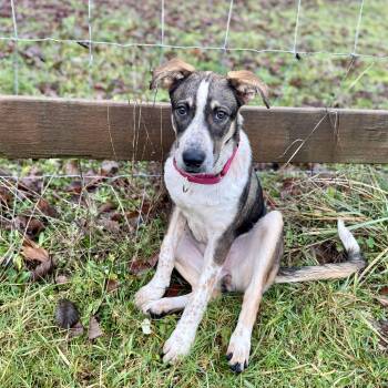 Shepherd and Hound Dogs Available for Adoption - Shelby | PetCurious
